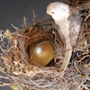 Thumbnail image from Empty Nest sculpture